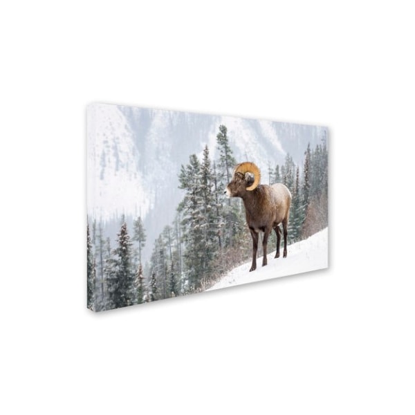 Michael Blanchette Photography 'Bighorn In Snow' Canvas Art,12x19